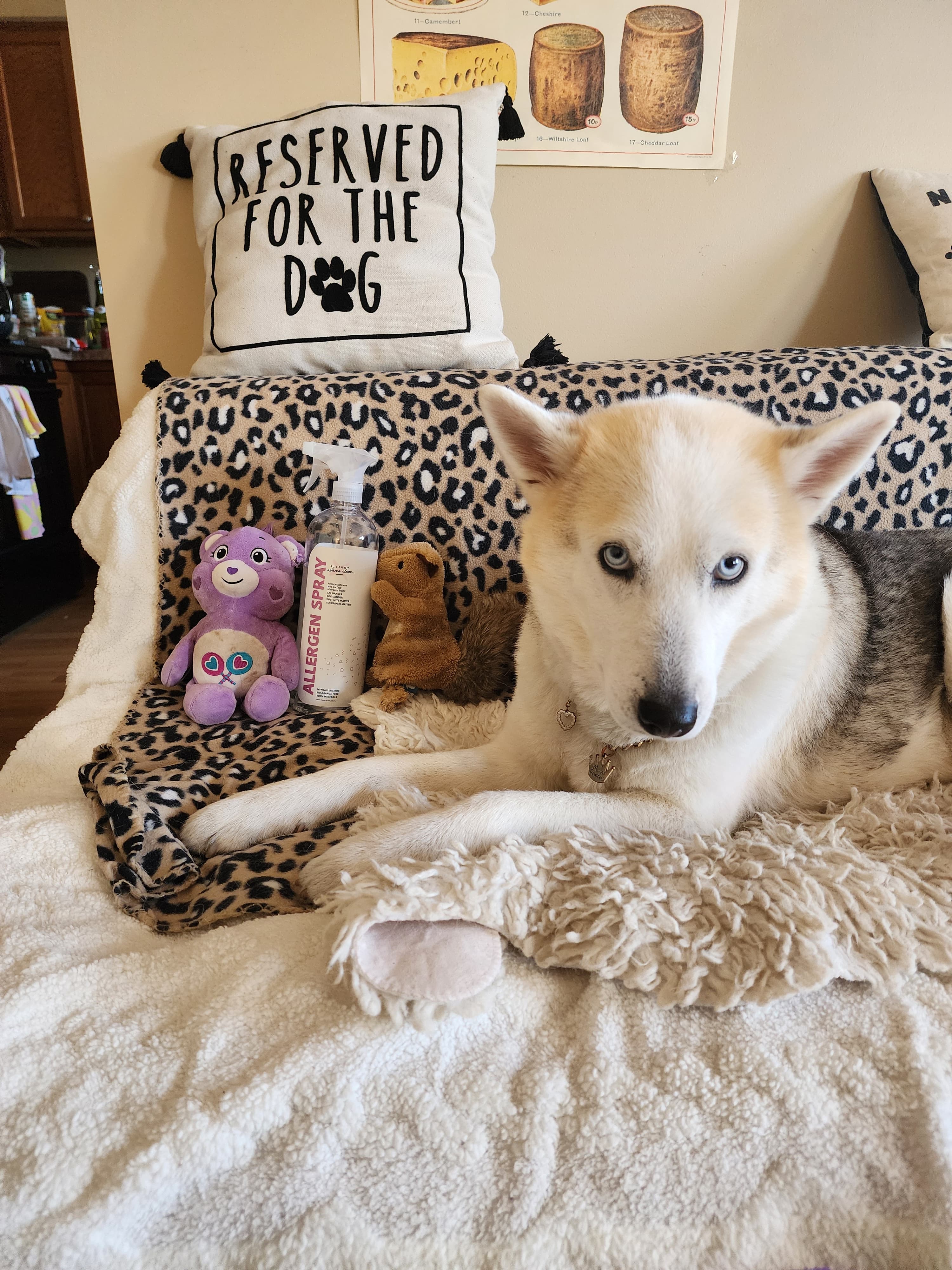 Dog on bed with Allergy Defender Allergen Spray