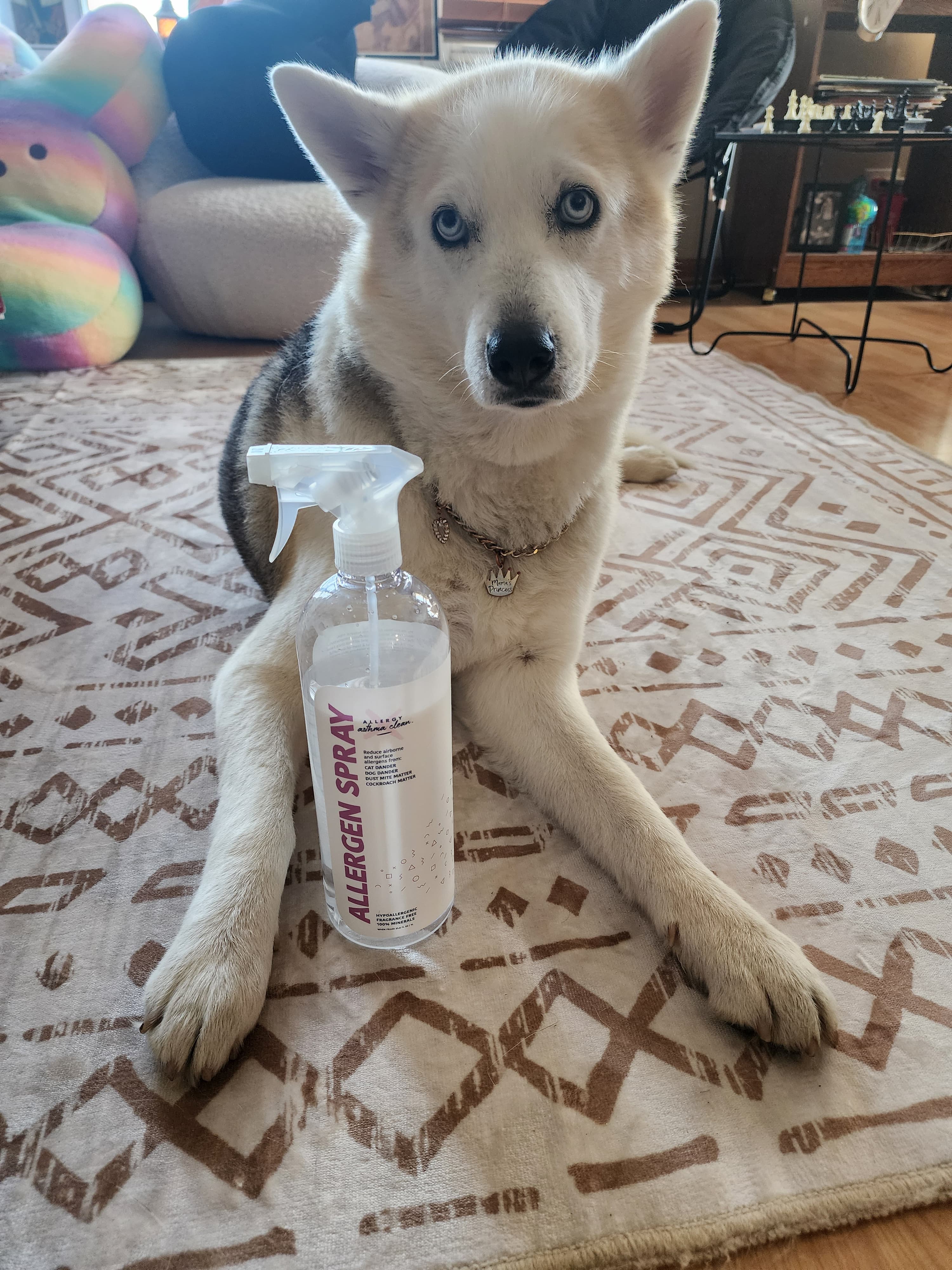 Dog with Allergy Defender Allergen Spray bottle