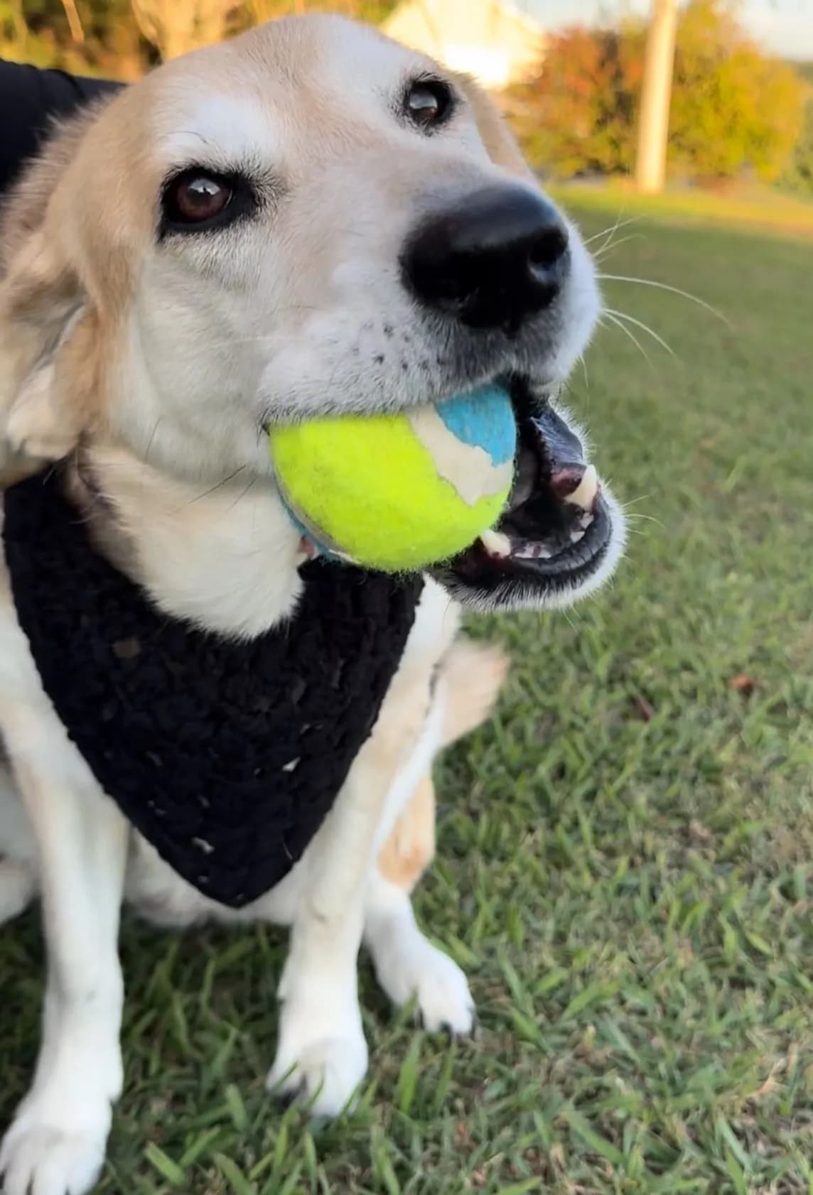 Handmade pet bandana