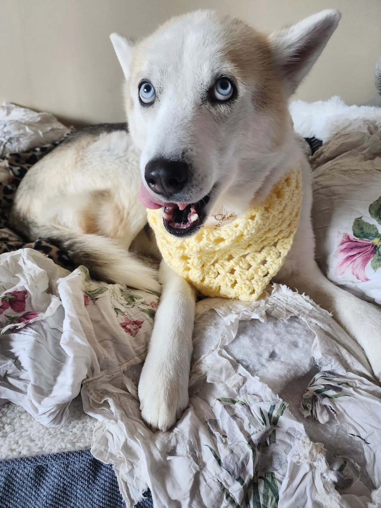 Handmade pet bandana