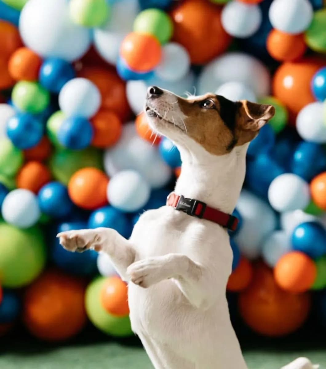 Jack Russell terrier jumping in front of a colorful balloon backdrop at a Paris312 pet fête