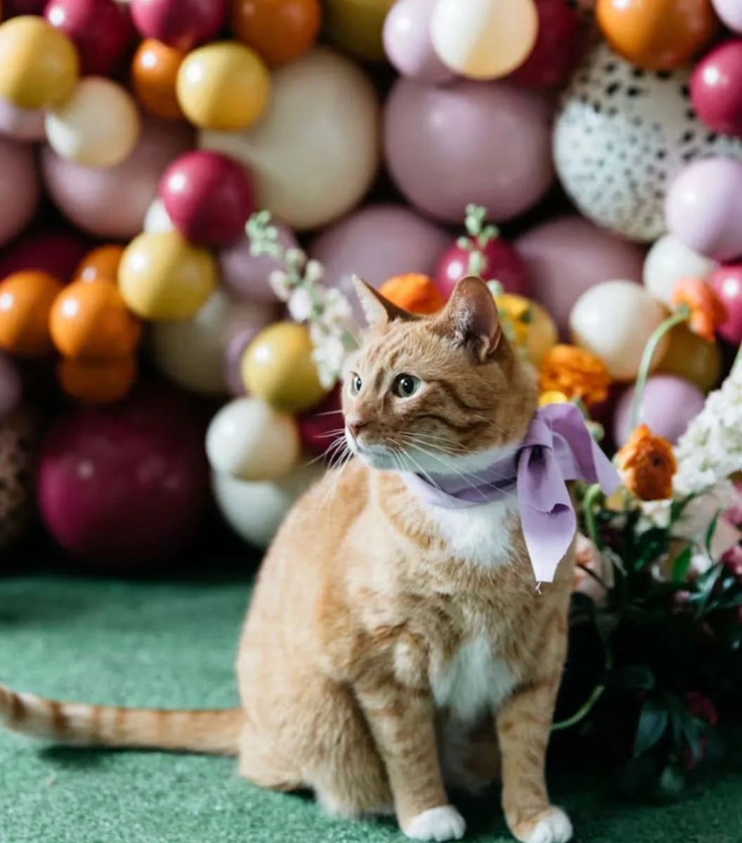 Orange tabby cat wearing a lilac bow beside flowers and a pink balloon backdrop at a Paris312 pet fête