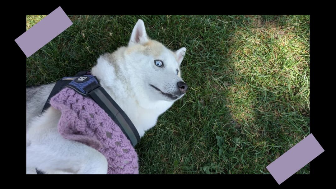Happy dogs representing pet connections
