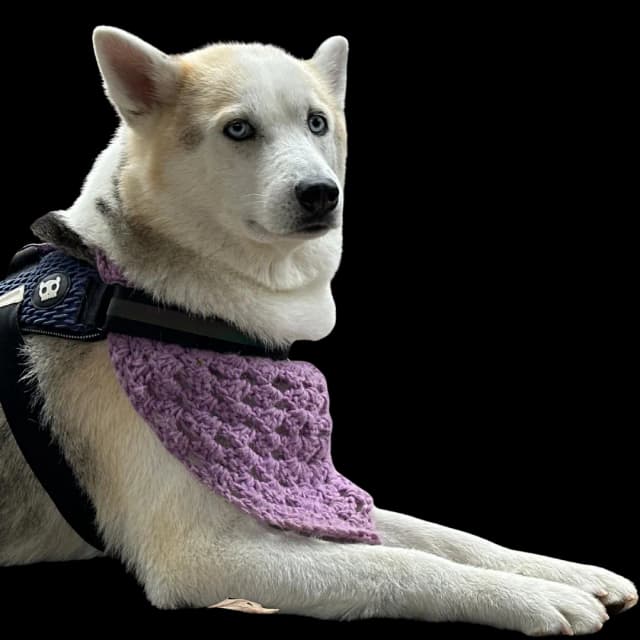 Helsinki the Husky