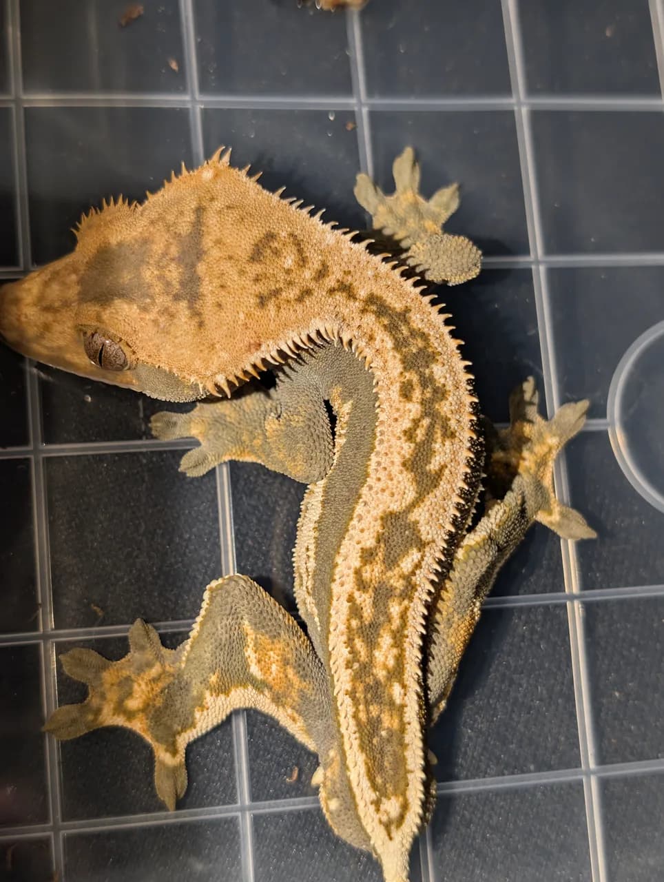 Orange harlequin crested gecko with pinstripe crests on a grid surface