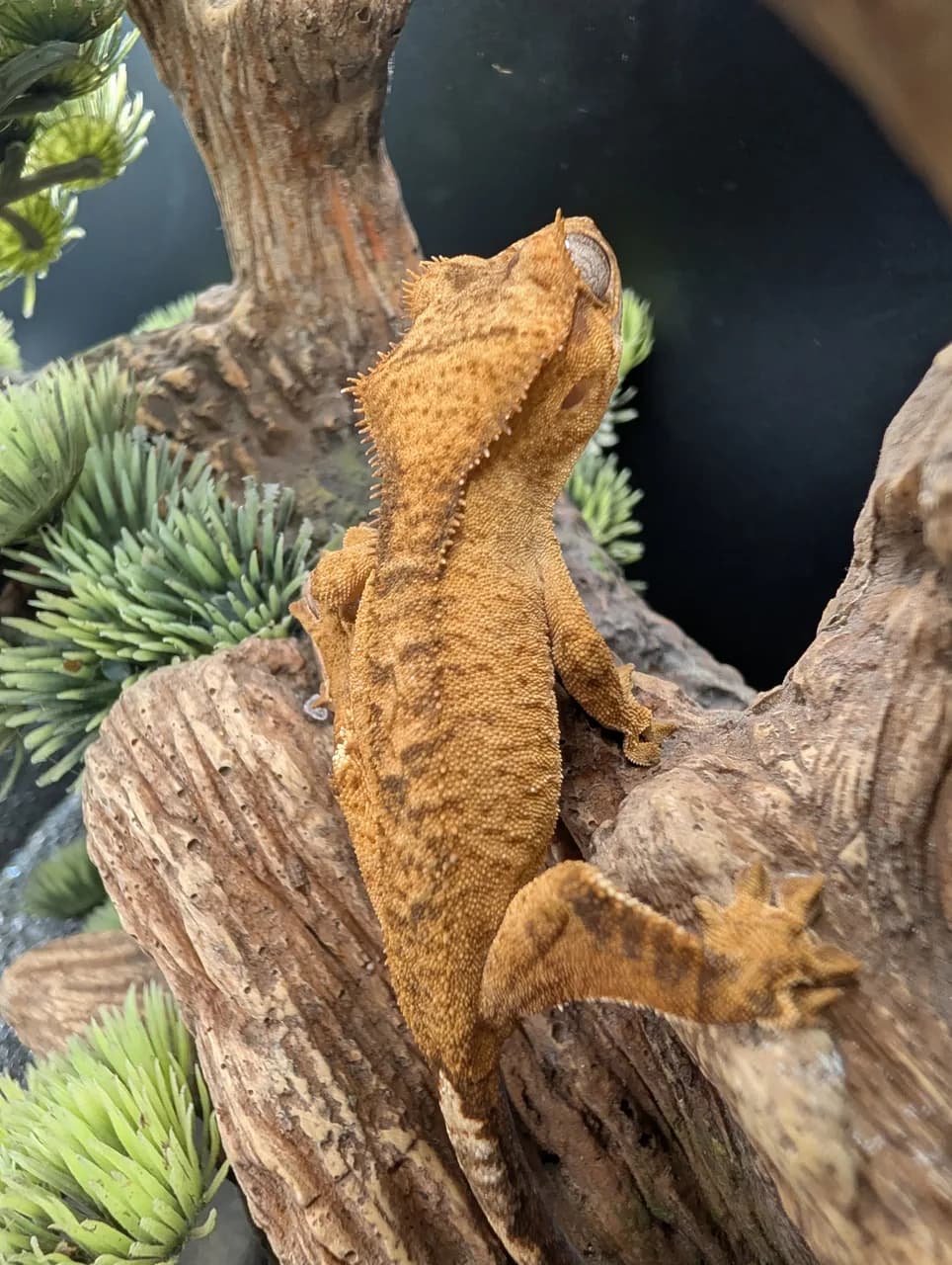 Yellow brindle crested gecko climbing driftwood