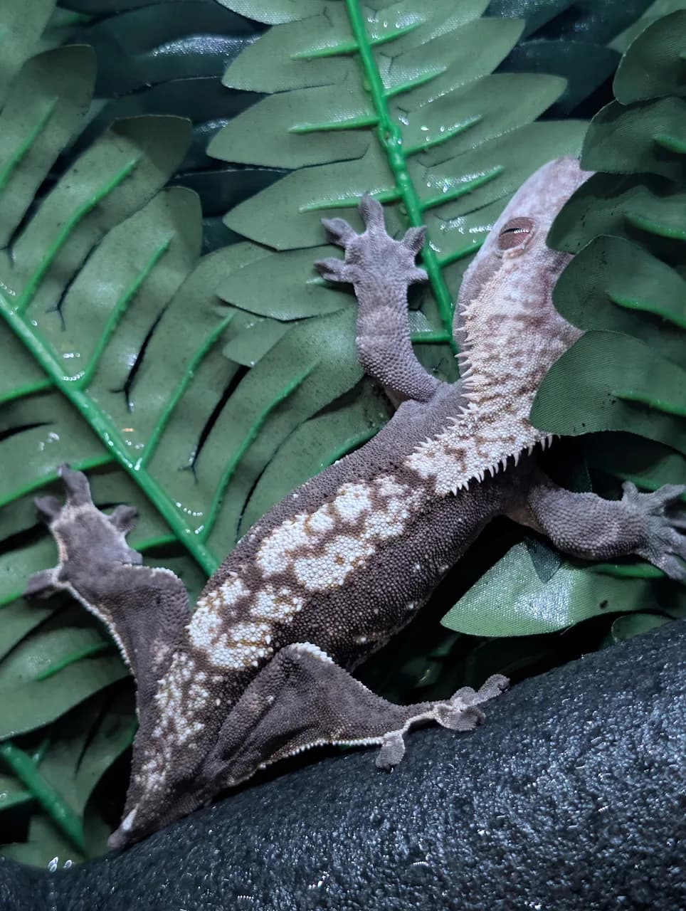 Partial pinstripe crested gecko on green fern leaves