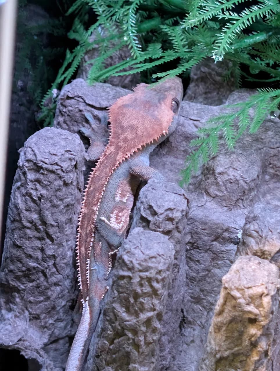 Orange and dark brown harlequin pinstripe crested gecko climbing a rock wall